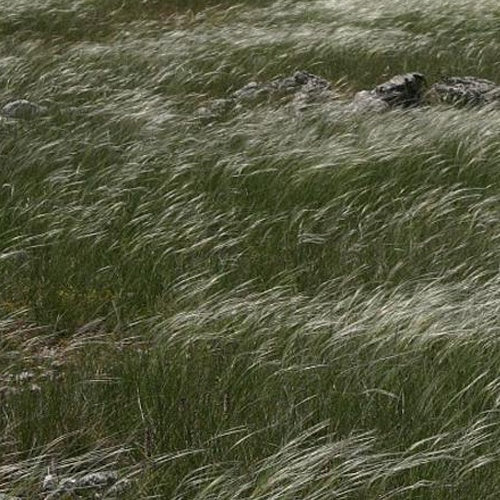Verkauf Federgras - Stipa pennata
