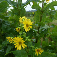 Perfoliated Silphe - Bakker