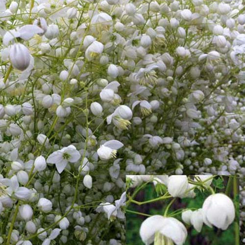 Wiesenraute ‘Splendide White’ - Bakker
