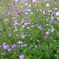 Thalictrum delavayi Splendide - Wiesenraute ‘Splendide’ - Stauden