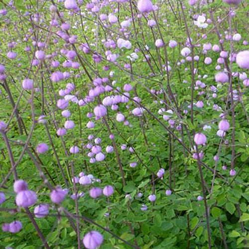 Thalictrum delavayi Splendide - Wiesenraute ‘Splendide’ - Stauden