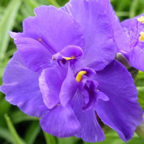 Dreimasterblume ‘Zwanenburg Blue’ - Bakker