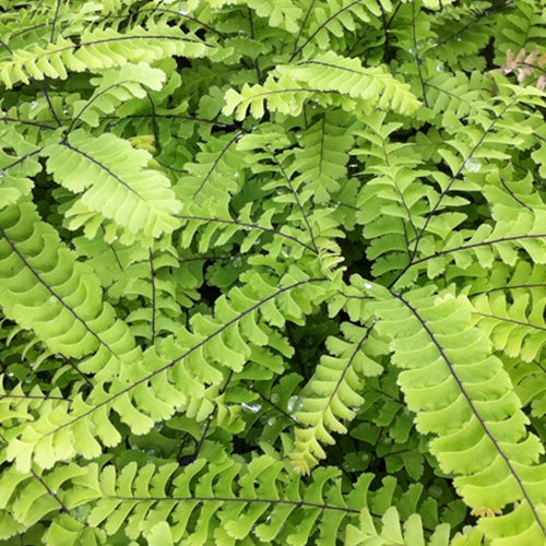Kapillare Imbricatum - Bakker