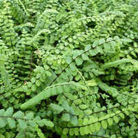 Farne - Braunstieliger Streifenfarn - Asplenium trichomanes