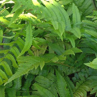 Rüsselfarn - Dryopteris cycadina (atrata) - Bakker