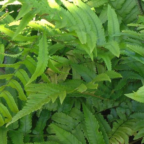 Rüsselfarn - Dryopteris cycadina (atrata) - Bakker