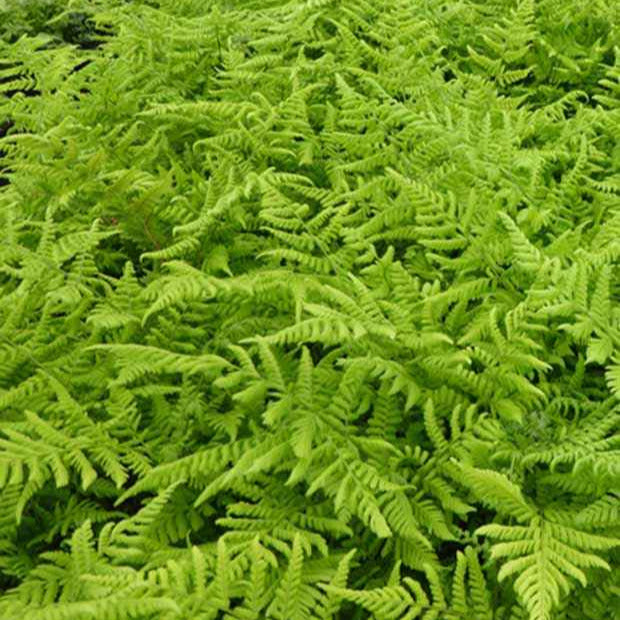 Stauden - Breitblättriger Dornfarn - Dryopteris dilatata
