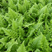 Wurmfarn ‘Cristata’ - Dryopteris filix-mas cristata - Bakker