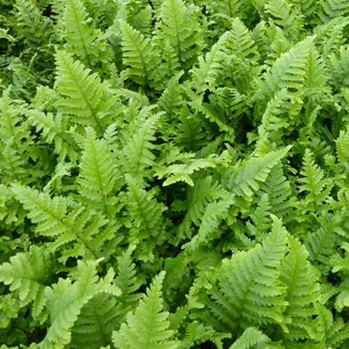 Wurmfarn ‘Cristata’ - Dryopteris filix-mas cristata - Bakker