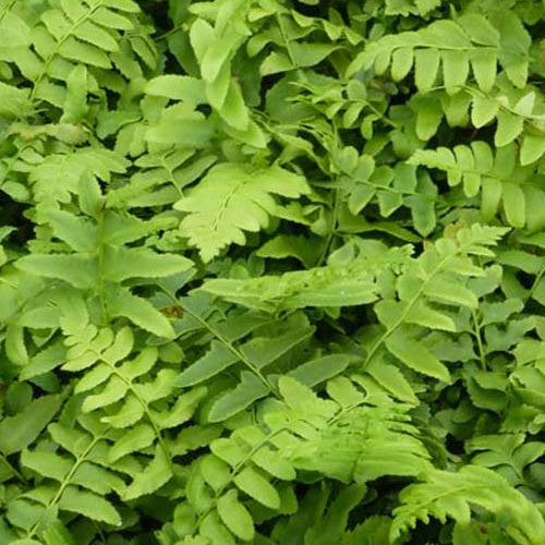 Stauden - Weihnachtsfarn - Polystichum acrostichoides