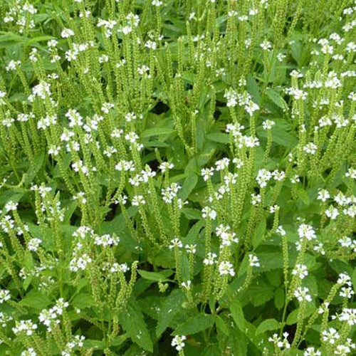 Eisenkraut ‘Alba’ - Bakker