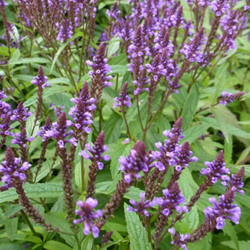 Eisenkraut (Verbena hastata) - Bakker