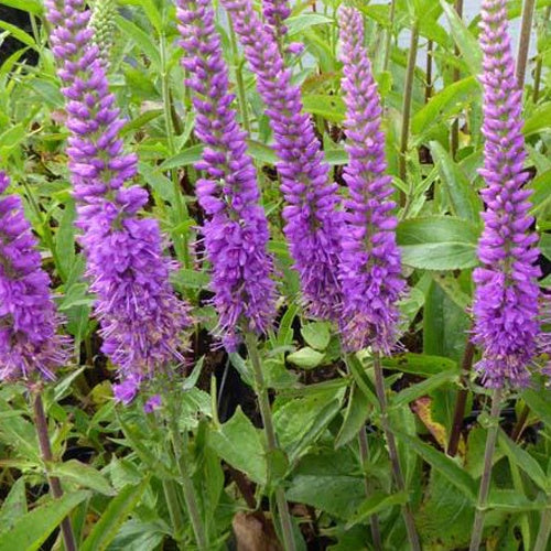 Veronika Purpleicious - Bakker