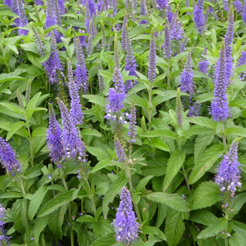 Langblättriger Ehrenpreis Blauriesin - Bakker