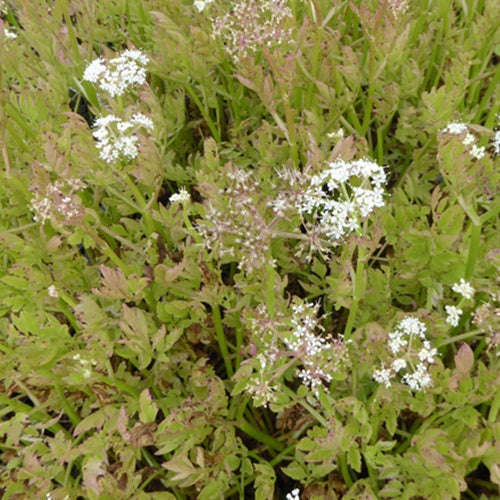 Röhriger Wasserfenchel ‘Flamingo’ - Oenanthe fistulosa Flamingo - Bakker