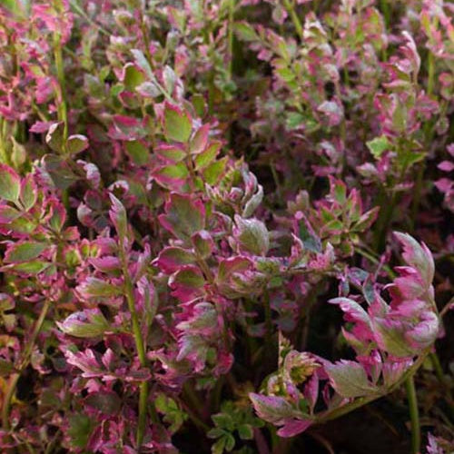 Röhriger Wasserfenchel ‘Flamingo’ - Bakker