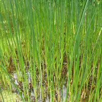 Schoenoplectus lacustris - Teichbinse - Gräser