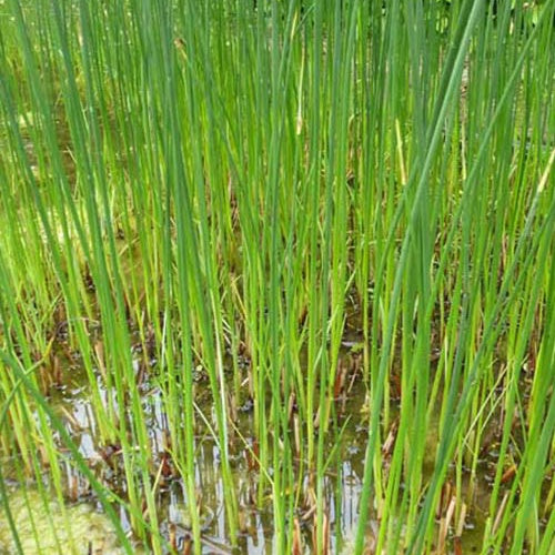 Schoenoplectus lacustris - Teichbinse - Gräser