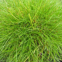 Festuca gautieri (scoparia) - Bärenfell Schwingel - Schwingel  