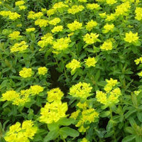 Wolfsmilch   - Gold-Wolfsmilch - Euphorbia polychroma