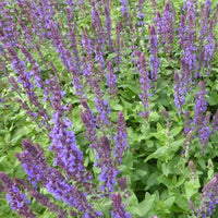 Steppen-Salbei ‘Blaukönigin’ - Salvia nemorosa Blaukönigin - Bakker