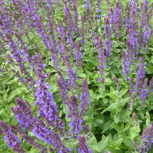 Steppen-Salbei ‘Blaukönigin’ - Salvia nemorosa Blaukönigin - Bakker