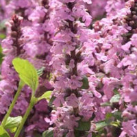 Pyramiden-Günsel Purple Torch - Bakker