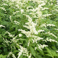 Milchiger Beifuss Elfenbein - Bakker