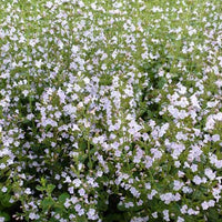Calamintha nepeta subsp. nepeta - Bergminze - Bergminze