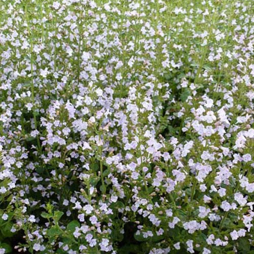 Calamintha nepeta subsp. nepeta - Bergminze - Bergminze