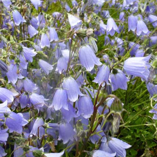 Zwerg-Glockenblume - Bakker