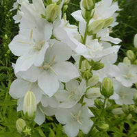 Großblütige Glockenblume ‘Alba’ - Bakker