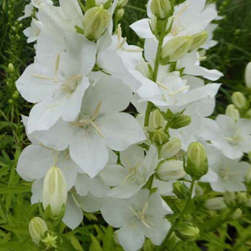 Großblütige Glockenblume ‘Alba’ - Bakker