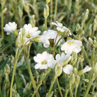 Verkauf Biebersteins Hornkraut - Cerastium biebersteinii
