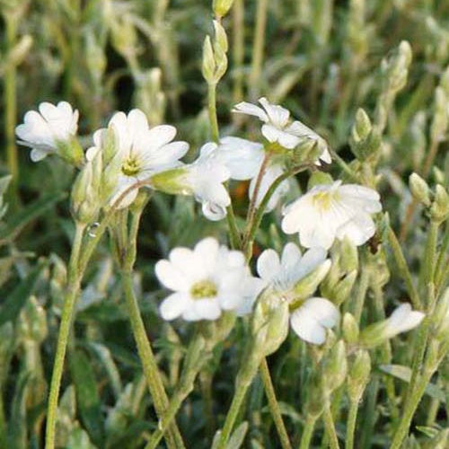 Verkauf Biebersteins Hornkraut - Cerastium biebersteinii