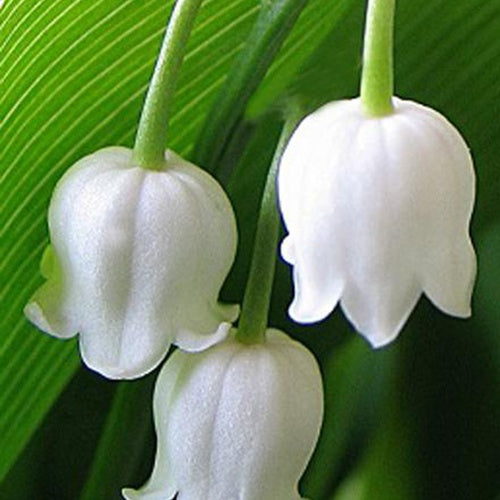 Maiglöckchen Bridal Choice Großblumige Maiglöckchen - Bakker