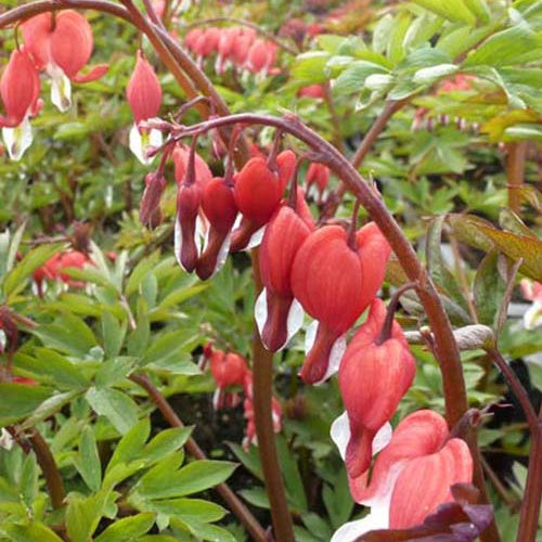 Marienherz Valentine Lamprocapnos spectabilis Valentine - Bakker