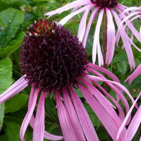 Stauden - Blasser Sonnenhut - Echinacea pallida