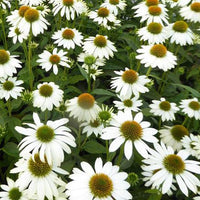 Sonnenhut ‘Pow Wow White’ - Bakker