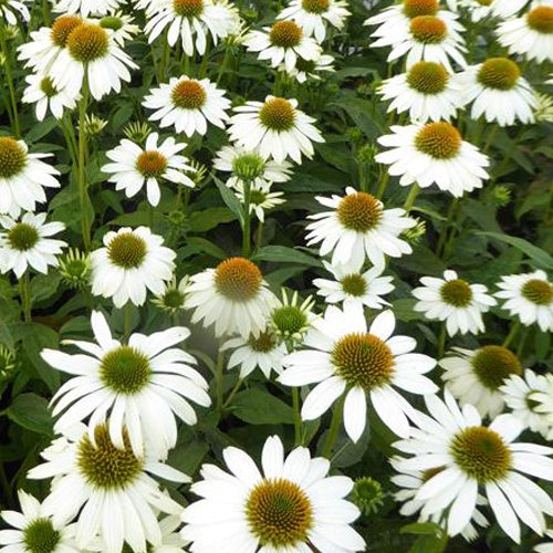 Sonnenhut ‘Pow Wow White’ - Bakker