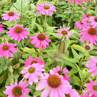 Sonnenhut 'Pow Wow Wild Berry' - Bakker