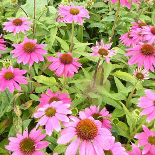 Sonnenhut 'Pow Wow Wild Berry' - Bakker