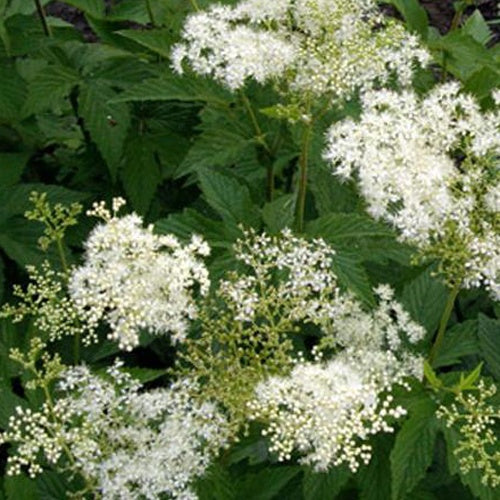 Purpur-Filipendule Alba Wiesenkönigin - Bakker