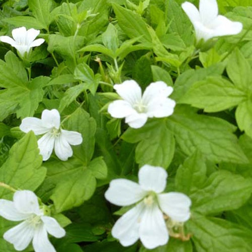 Storchschnabel 'Silverwood' - Bakker