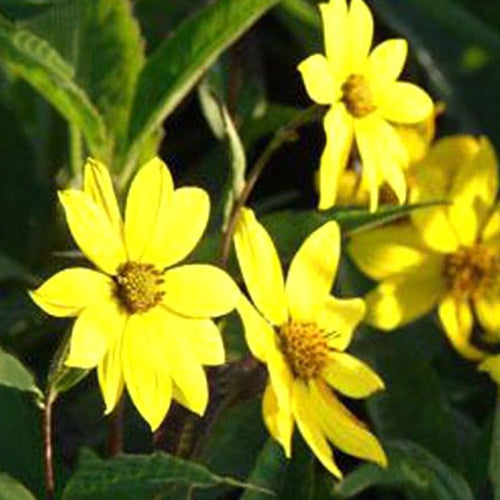 Stauden Sonnenblume Giganteus - Bakker