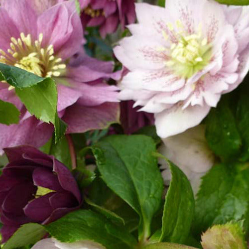 Christrose (Lenzrose) Mischung - Bakker