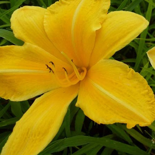 Hemerocallis Cartwheels Lilie eines Tages - Bakker