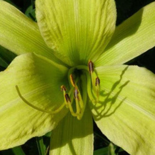 Hemerocallis Greenland Lilie eines Tages - Bakker