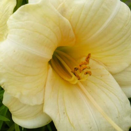Taglilie ‘Precious d'Oro’ - Bakker