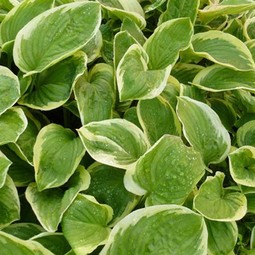 Hosta Diana Remembered Funkia - Bakker